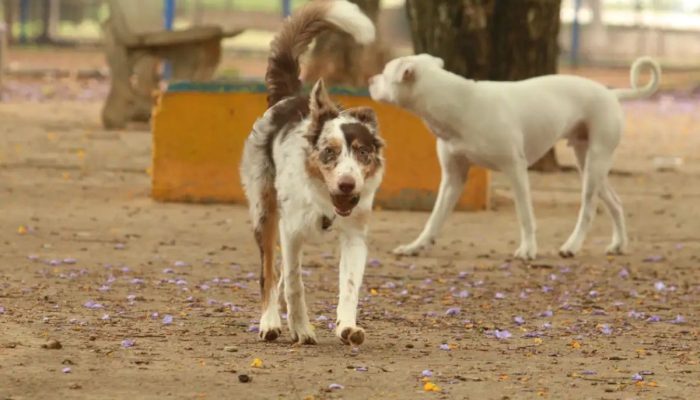 cachorro-solto-na-rua-nova-lei-sc