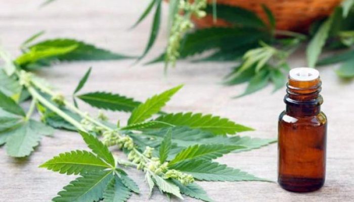canabidiol-cannabis-medicinal-reprodução-twitter