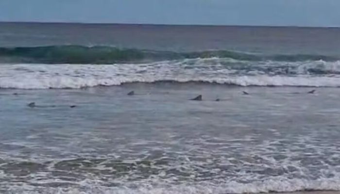paraiso-brasileiro-vira-mar-de-tubaroes-e-muda-rotina-de-banhistas-entenda-o-fenomeno_widelg.jpg